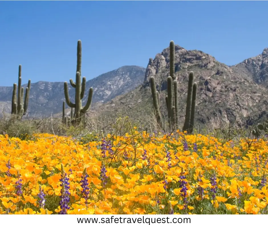 Best Time to Visit Marfa
